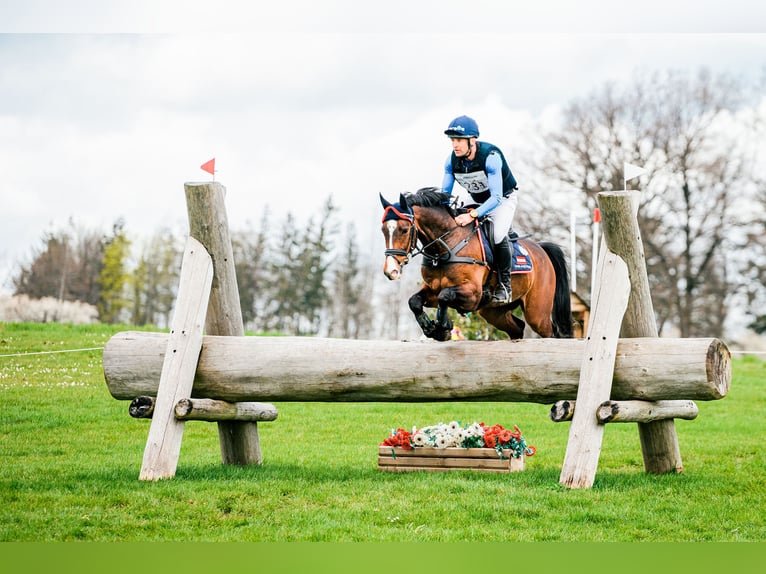 Hanoverian Gelding 9 years 15,3 hh Brown in Feldbach