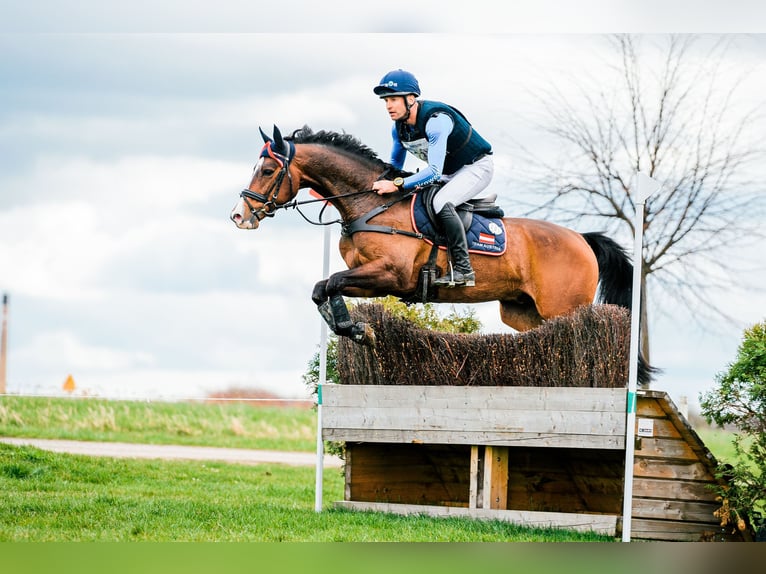 Hanoverian Gelding 9 years 15,3 hh Brown in Feldbach
