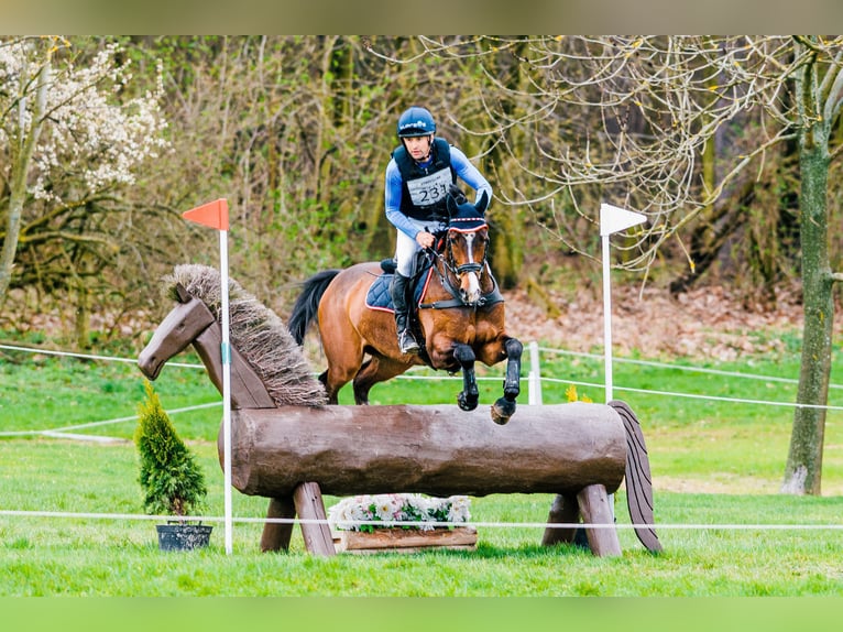 Hanoverian Gelding 9 years 15,3 hh Brown in Feldbach