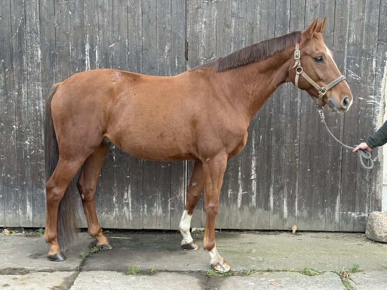 Hanoverian Gelding 9 years 15,3 hh Chestnut-Red in Krusemark Hanoverian Gelding 9 years 15,3 hh Chestnut-Red in Krusemark