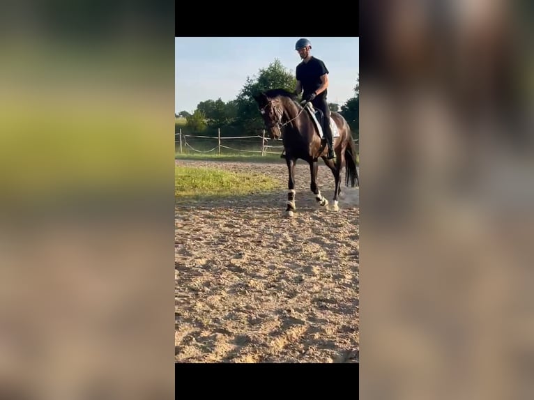 Hanoverian Gelding 9 years 16.1 hh Bay-Dark in Treuchtlingen