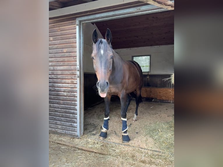 Hanoverian Gelding 9 years 16.1 hh Bay-Dark in Lehrberg