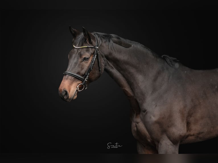 Hanoverian Gelding 9 years 16.1 hh Bay in Zduchovice