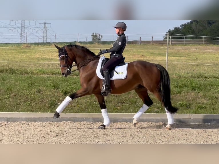 Hanoverian Gelding 9 years 16,1 hh Brown in Magstadt