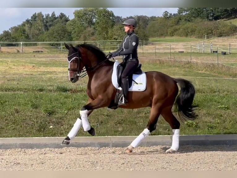 Hanoverian Gelding 9 years 16,1 hh Brown in Magstadt