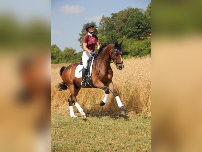 Hanoverian Gelding 9 years 16,1 hh Brown in Magstadt