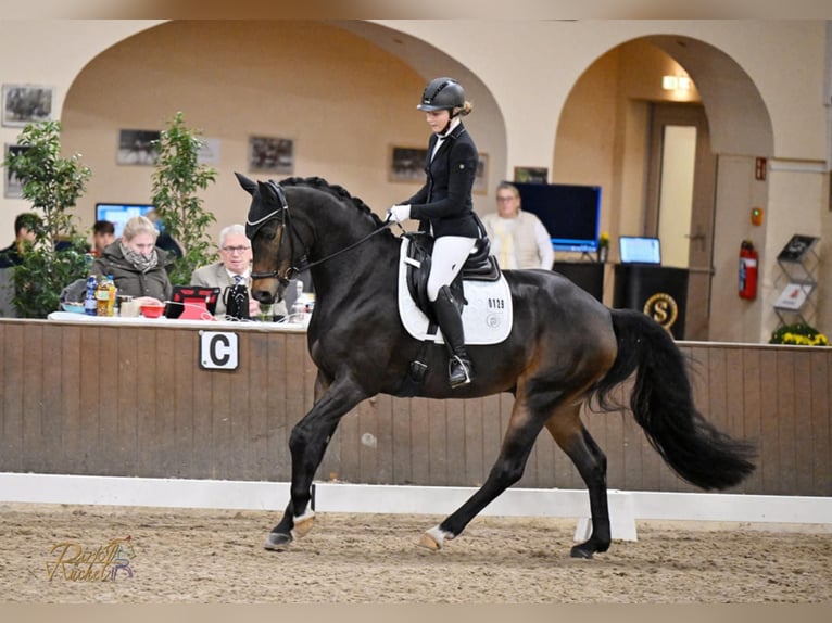 Hanoverian Gelding 9 years 16.1 hh Brown in RUE-GALLIENI