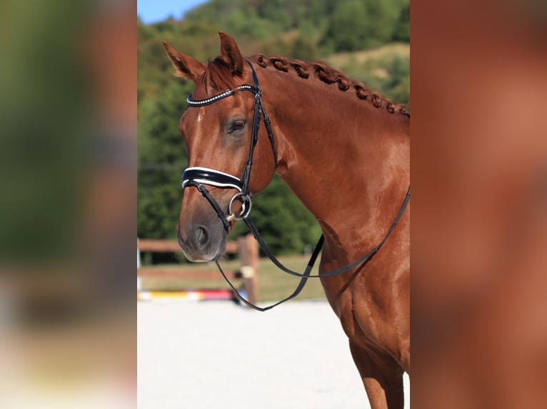 Hanoverian Gelding 9 years 16.1 hh Chestnut-Red in Slatinské Lazy