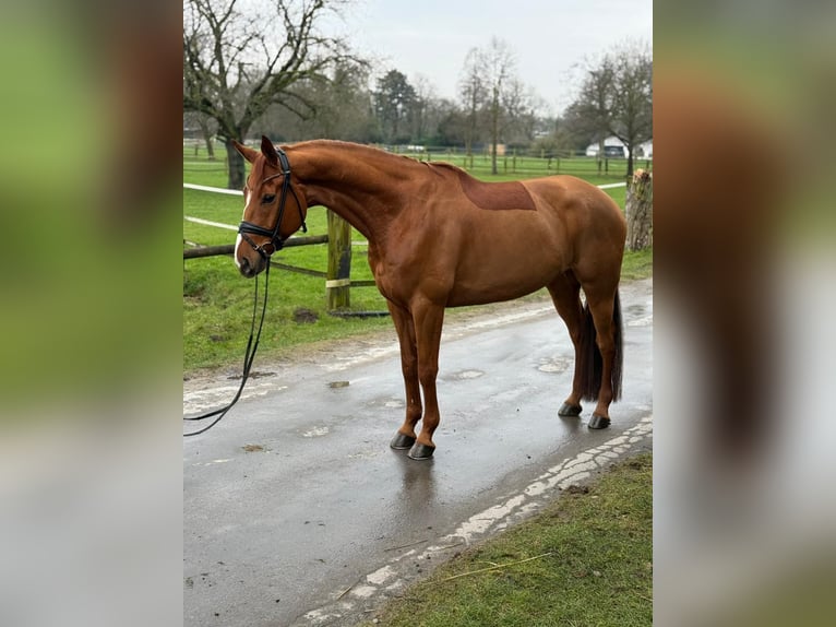 Hanoverian Gelding 9 years 16.1 hh Chestnut-Red in Kronau