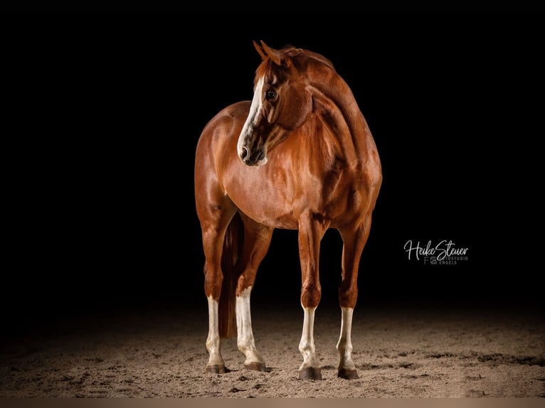 Hanoverian Gelding 9 years 16,1 hh Chestnut-Red in Fraunberg