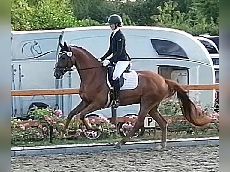 Hanoverian Gelding 9 years 16,1 hh in Lüneburg