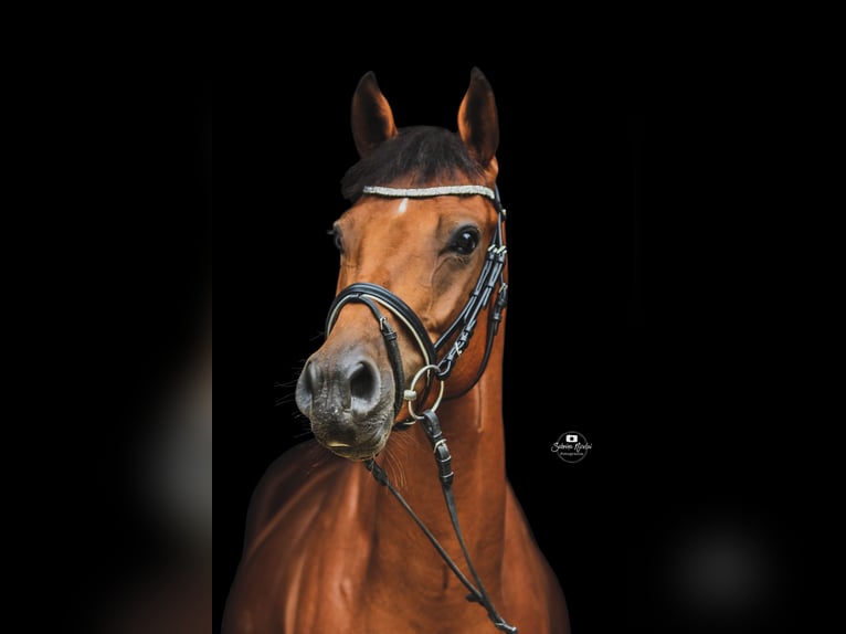 Hanoverian Gelding 9 years 16,1 hh in Porta Westfalica