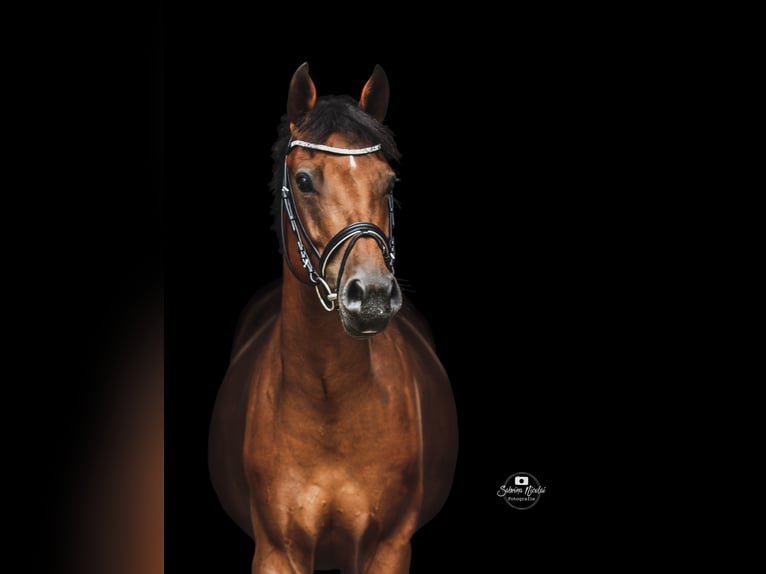 Hanoverian Gelding 9 years 16,1 hh in Porta Westfalica