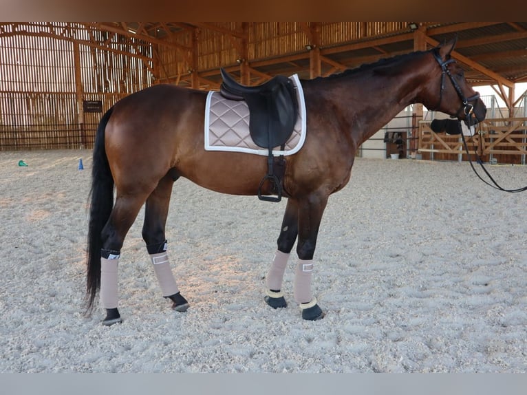 Hanoverian Gelding 9 years 16.2 hh Bay-Dark in La Roche-sur-Yon