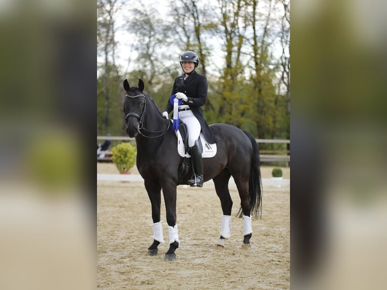 Hanoverian Gelding 9 years 16,2 hh Black in Rosengarten