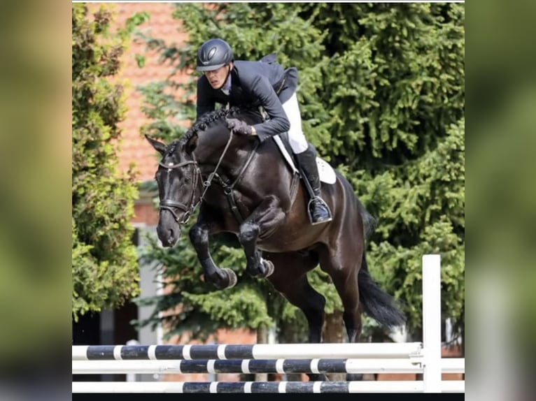 Hanoverian Gelding 9 years 16,2 hh Black in Schneverdingen