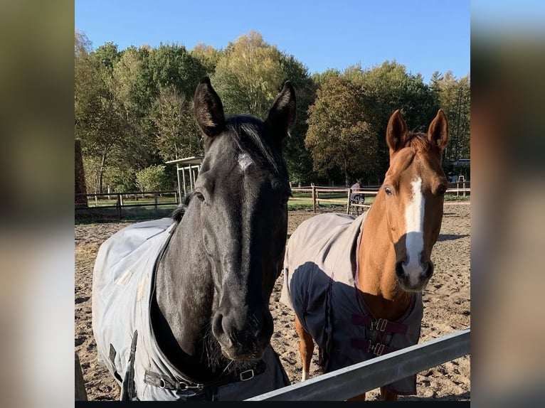 Hanoverian Gelding 9 years 16,2 hh Black in Schneverdingen