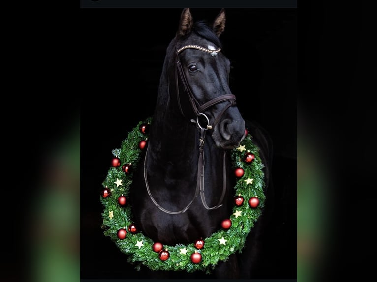 Hanoverian Gelding 9 years 16,2 hh Black in Schneverdingen