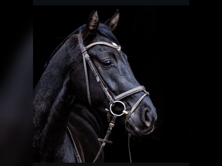 Hanoverian Gelding 9 years 16,2 hh Black in Schneverdingen