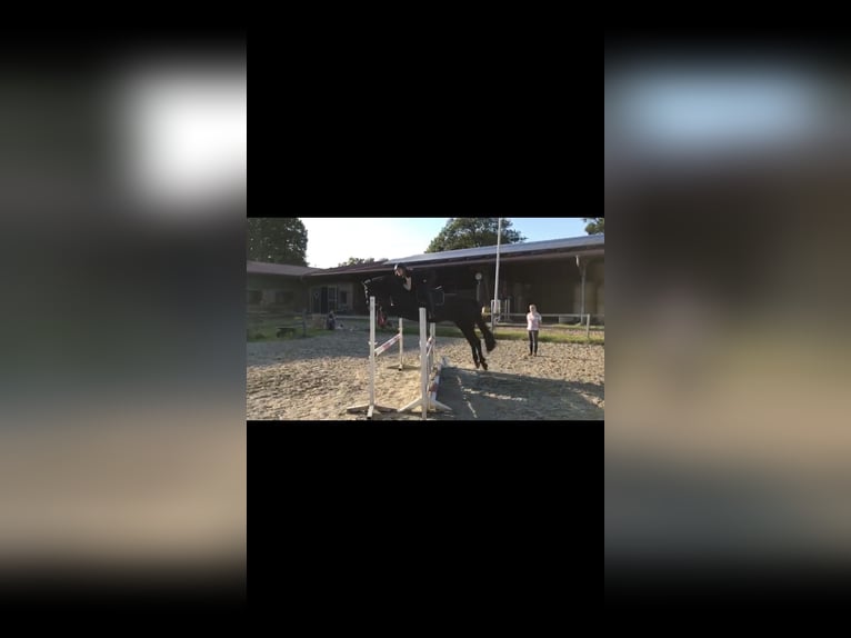 Hanoverian Gelding 9 years 16.2 hh Black in Brinkum