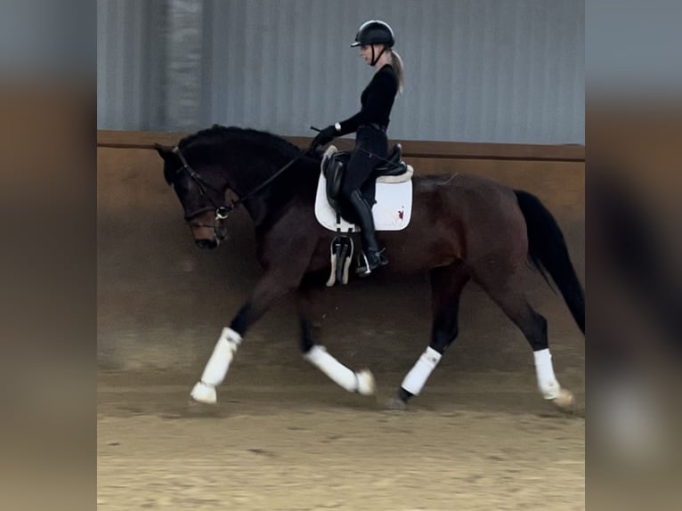 Hanoverian Gelding 9 years 16,2 hh Brown in Hamm