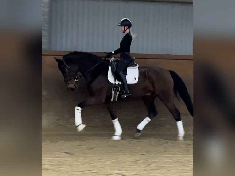 Hanoverian Gelding 9 years 16,2 hh Brown in Hamm