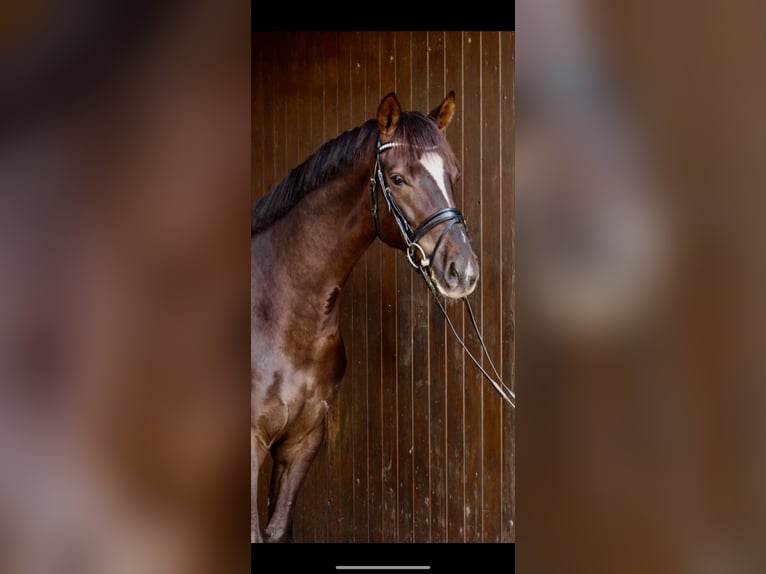 Hanoverian Gelding 9 years 16,2 hh Chestnut in Kastorf