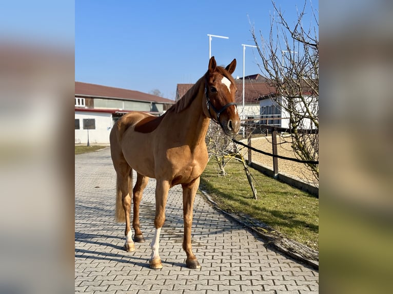 Hanoverian Gelding 9 years 16,2 hh Chestnut-Red in Weisendorf