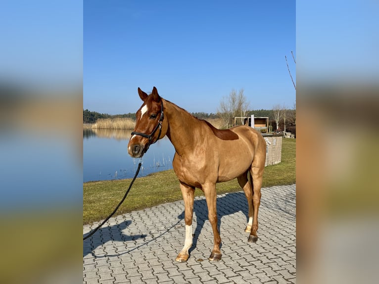Hanoverian Gelding 9 years 16,2 hh Chestnut-Red in Weisendorf