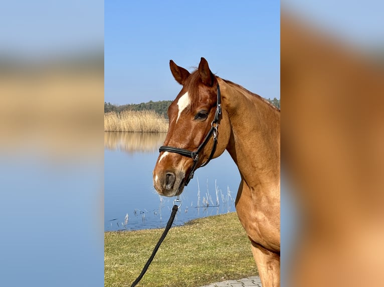 Hanoverian Gelding 9 years 16,2 hh Chestnut-Red in Weisendorf