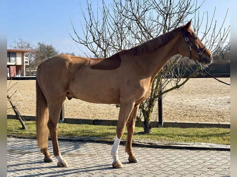 Hanoverian Gelding 9 years 16,2 hh Chestnut-Red in Weisendorf