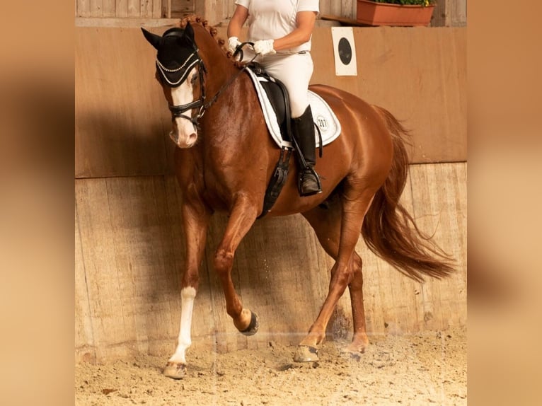 Hanoverian Gelding 9 years 16,2 hh Chestnut-Red in Pelmberg