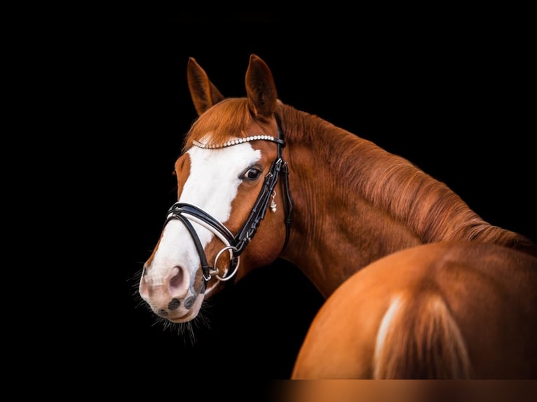 Hanoverian Gelding 9 years 16,2 hh Chestnut-Red in Pelmberg