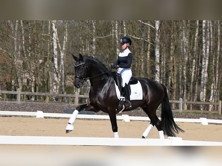 Hanoverian Gelding 9 years 16.2 hh  in Eindhoven