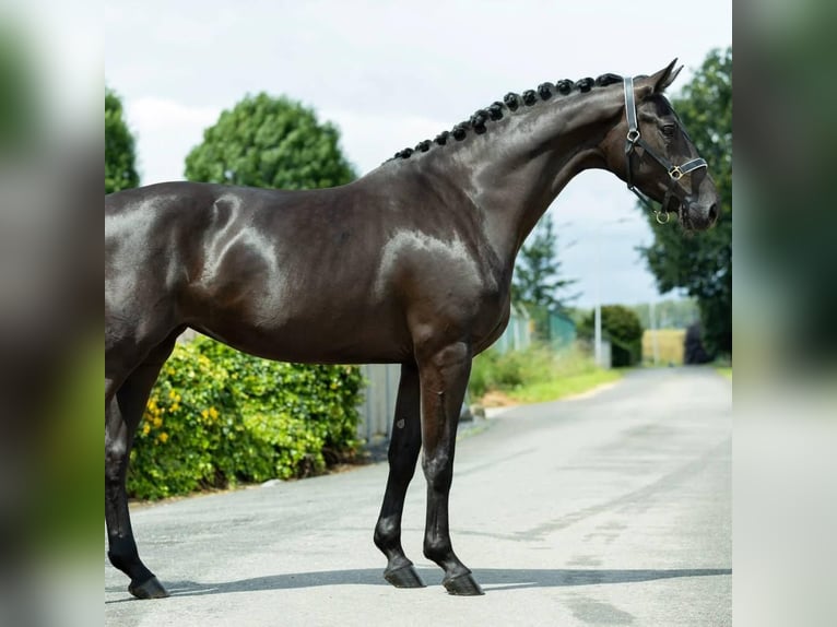 Hanoverian Gelding 9 years 16.2 hh  in Bad Pyrmont
