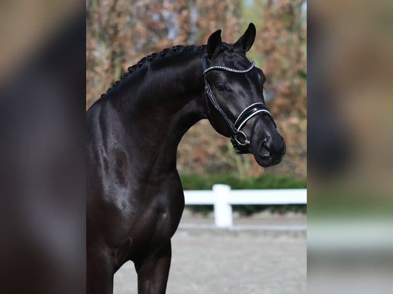 Hanoverian Gelding 9 years 16.2 hh  in Dresden