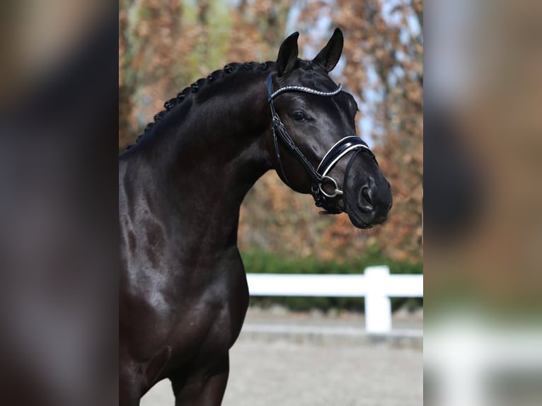 Hanoverian Gelding 9 years 16.2 hh  in Dresden