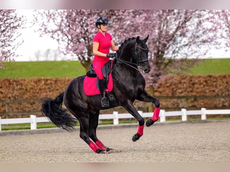 Hanoverian Gelding 9 years 16.2 hh  in Nordenham