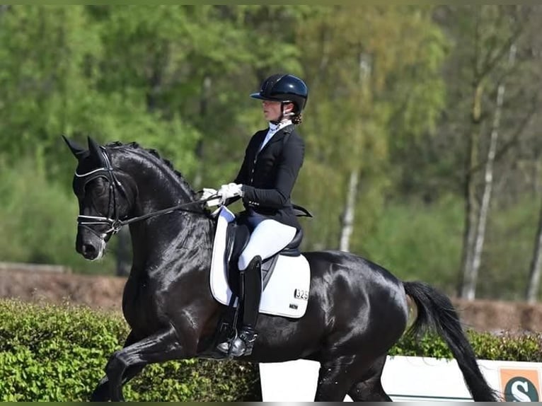 Hanoverian Gelding 9 years 16.2 hh  in Voorburg