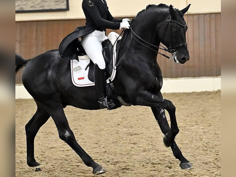 Hanoverian Gelding 9 years 16.2 hh  in Buchholz (Westerwald)