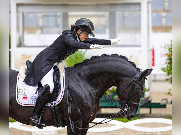 Hanoverian Gelding 9 years 16.2 hh  in Buchholz (Westerwald)