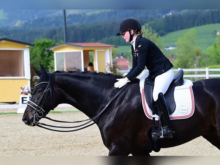 Hanoverian Gelding 9 years 16.2 hh  in Nürnberg