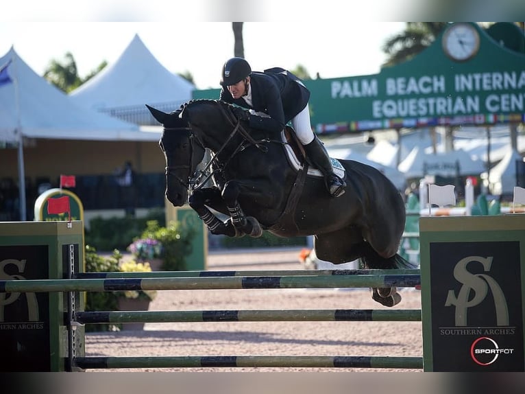 Hanoverian Gelding 9 years 16.2 hh  in Gumpoldskirchen