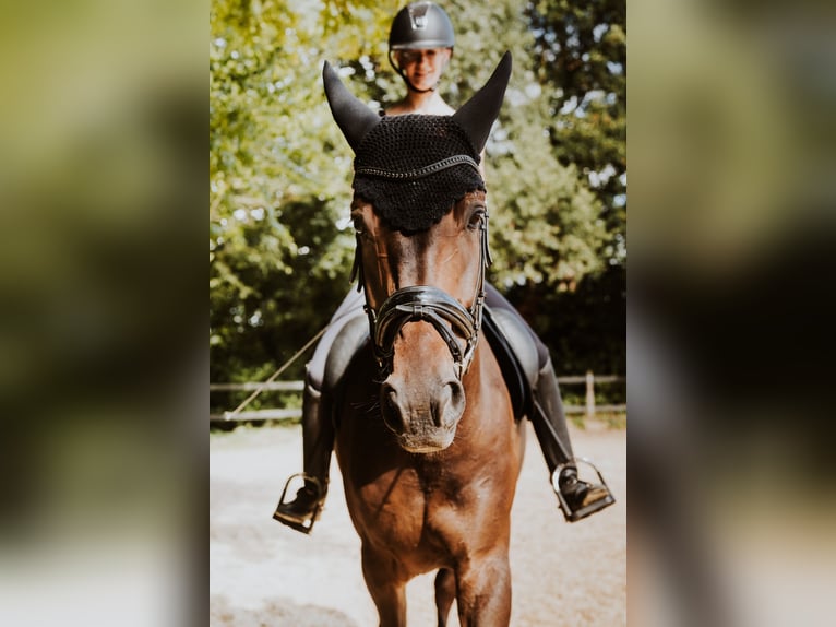 Hanoverian Gelding 9 years 16,3 hh Bay-Dark in Andernach