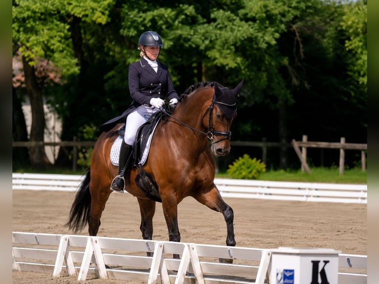 Hanoverian Gelding 9 years 16.3 hh Bay-Dark in Nievre