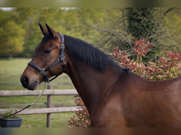 Hanoverian Gelding 9 years 16.3 hh Bay-Dark in Nievre