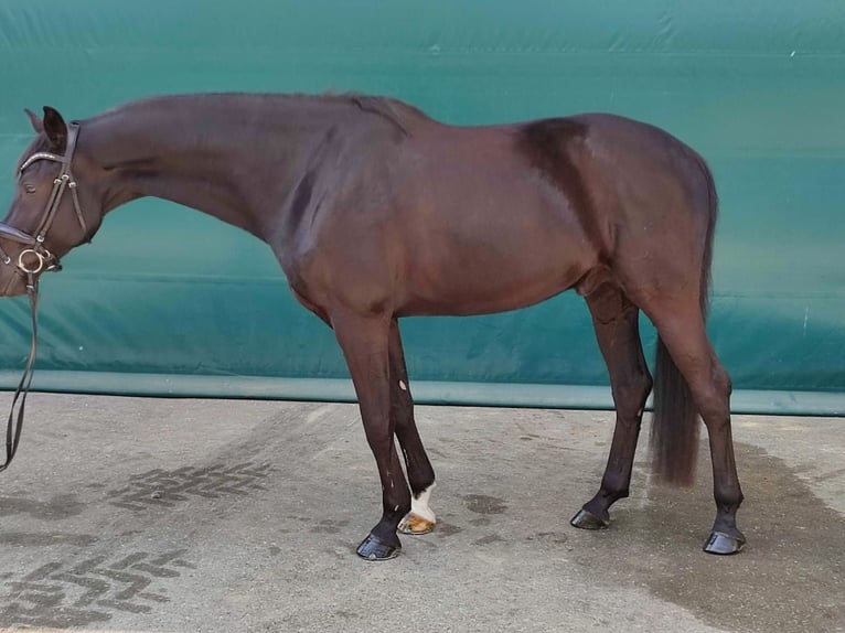 Hanoverian Gelding 9 years 16,3 hh Black in Steyregg