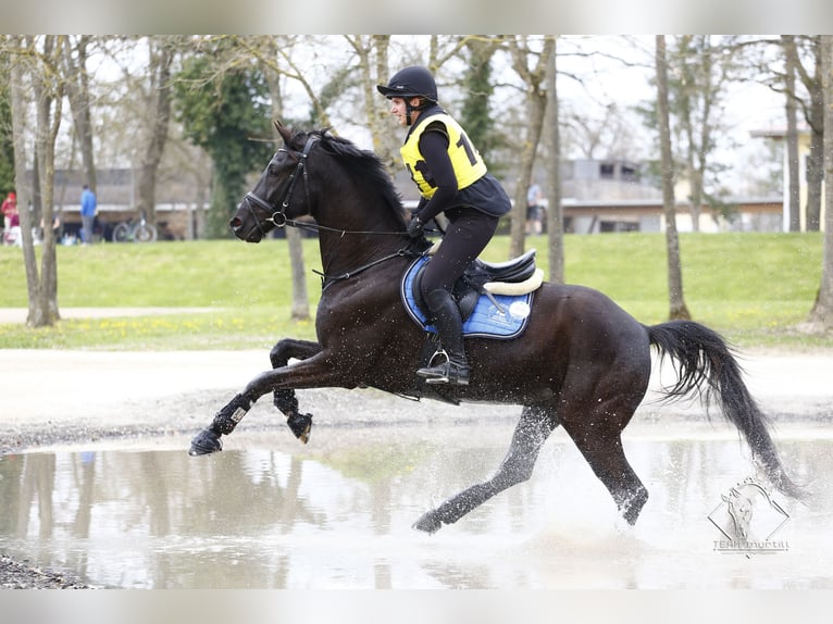 Hanoverian Gelding 9 years 16,3 hh Black in Steyregg