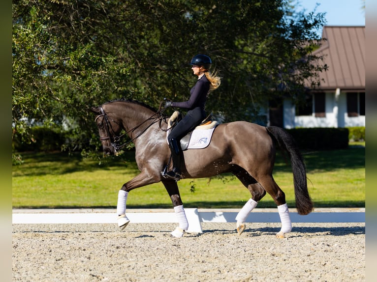 Hanoverian Gelding 9 years 16.3 hh Brown in Califon New Jersey