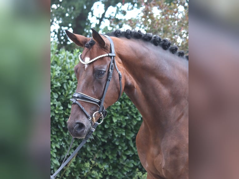 Hanoverian Gelding 9 years 16.3 hh Brown in Selsingen